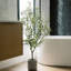 4' Fruitless Olive Tree in Pot