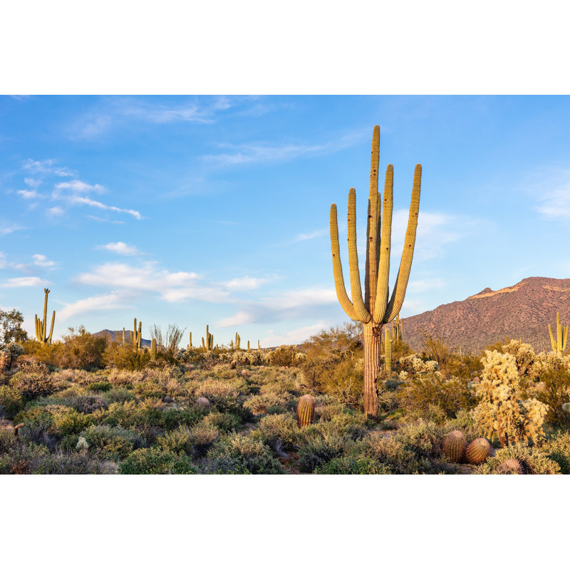 Cactus In Desert by Mdesigner125 - Wrapped Canvas Print, 61cm H x 91cm W