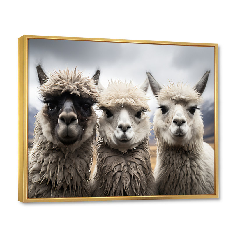 Alpacas, photographie de paysage monochrome encadrée sur toile, H 12 po x l 20 po x P 1 po, Cadre flottant doré