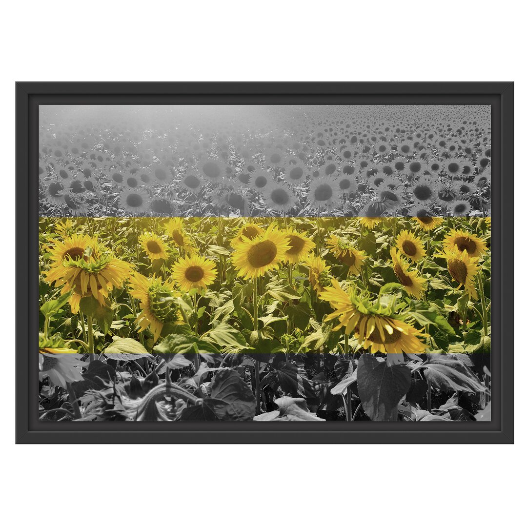 Gerahmtes Wandbild Wunderschönes Sonnenblumenfeld