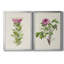 «Pretty Pink Botanicals IV», ensemble de 2 impressions sur toile encadrées-1098820659-1098820655