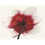 Anemone Red Flower - Framed Matted Print for Home Decor
