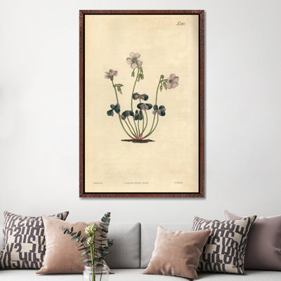 Purple-Coloured Wood-Sorrel, Oxalis Violacea. by Florilegius - Gallery-Wrapped Canvas Giclée on Canvas