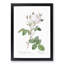 Cabbage Rose in Pale Pink by Pierre-Joseph Redoute - Picture Frame Art Print-55512677-55512676