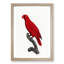 Cardinal Lory by F. Levaillant - Picture Frame Painting Print-55513698-55513696