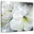 Harnek White Amaryllis II-109358172