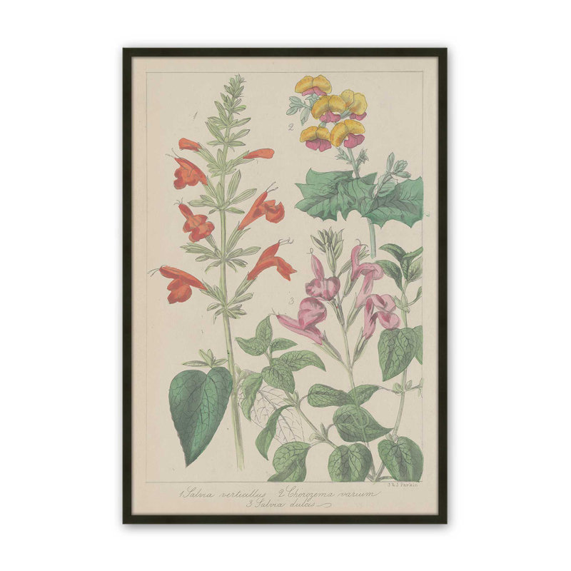 Salvia Florals I, reproduction d'art, H 48 po x l 32 po, Noir