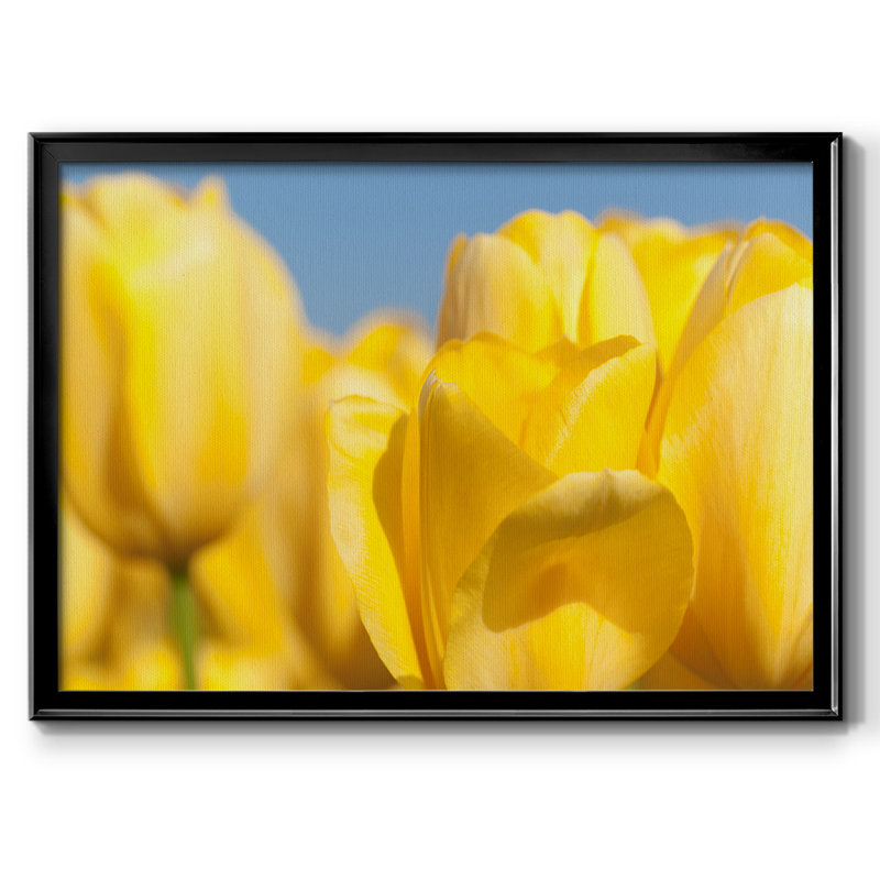Sunshine Yellow I, reproduction d'art sur toile, Noir, H 30 po x l 44 po x P 1,5 po
