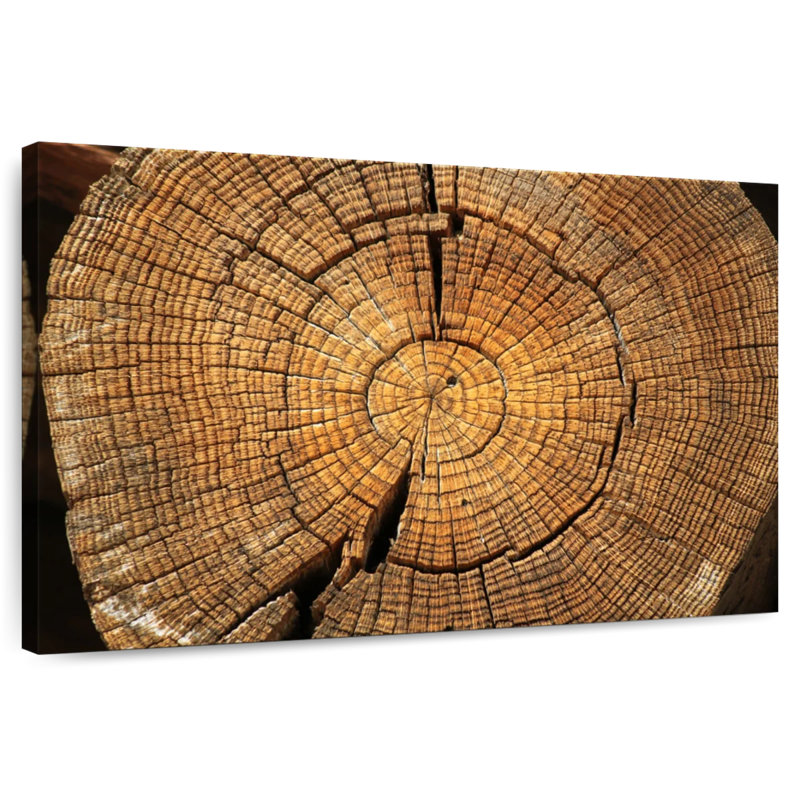 Anneaux de souche d'arbre