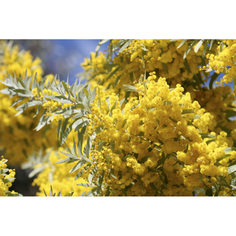 Closeup Of Wattle by Egilshay - Wrapped Canvas Print, 30cm H x 46cm W