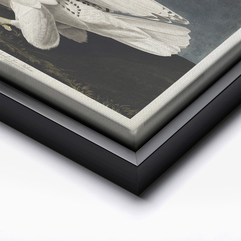 John James Audubon - Gyrfalcon, Black Framed, Canvas, 16"H x 20"W