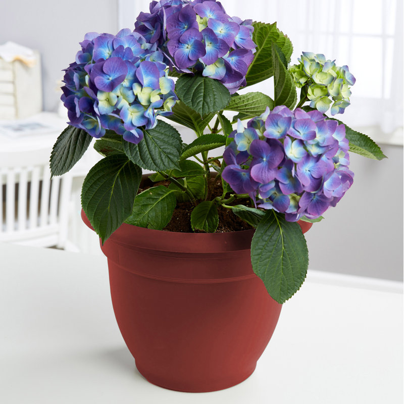 Traditional Self-Watering Plastic Indoor/Outdoor Pot Planter, Black, 7" H x 8.75" W x 8.75" D