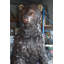 Statue Hoss Big Bear