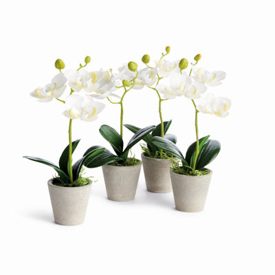 Orchidée réaliste orchidée Phalaenopsis en béton blanc 9 po