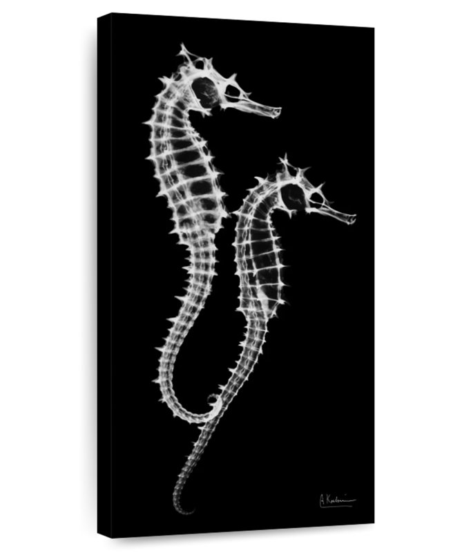 Sea Sea Xray, H 30 po x l 15 po