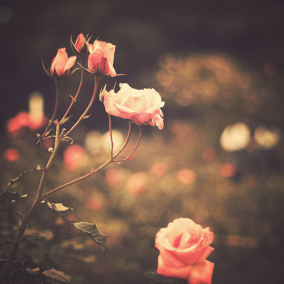 Fleurs rétro