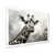 White Single Picture Framed