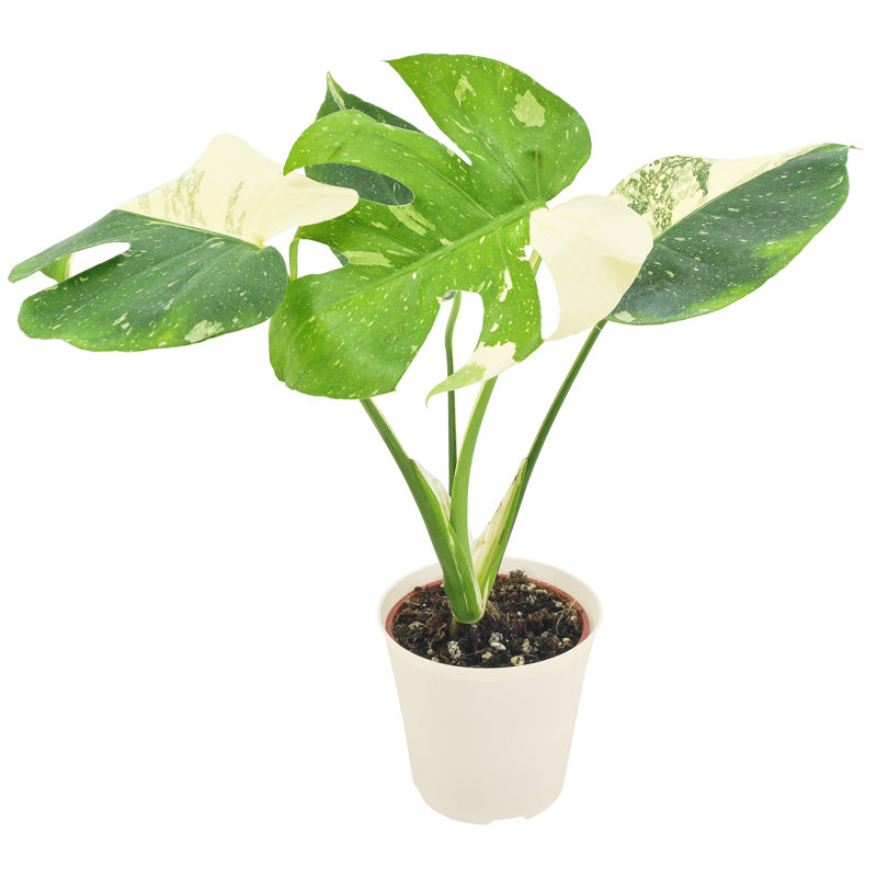Monstera Thai Constellation in Beige Plastic Planter