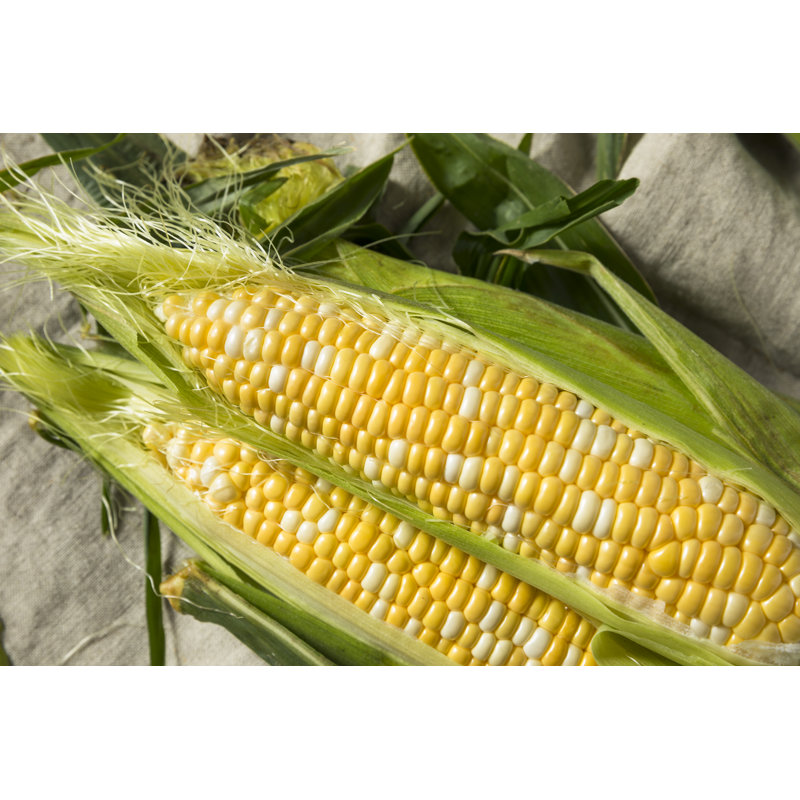 Raw Corn - Wrapped Canvas Print, 30cm H x 46cm W x 3.8cm D