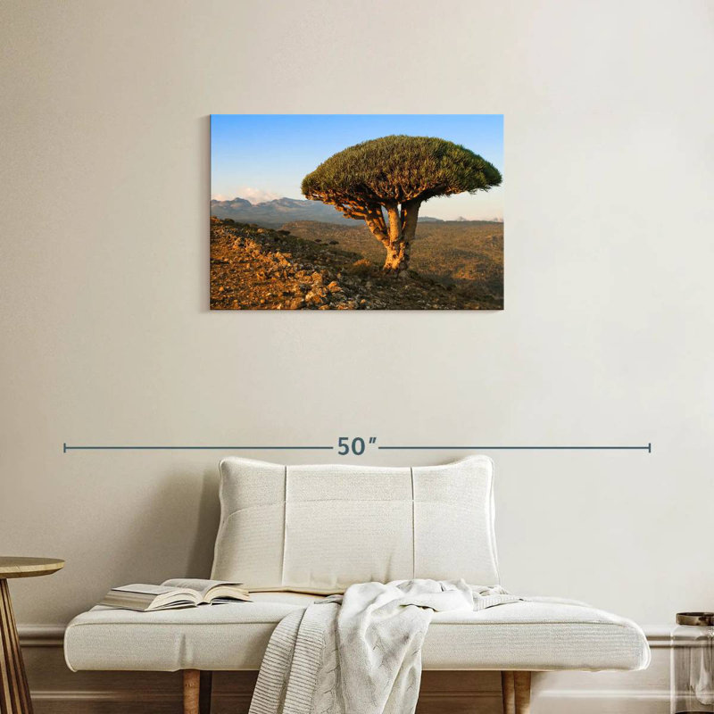 Arbre-dragon Harnek Socotra Archipelago, H 20 po x l 30 po