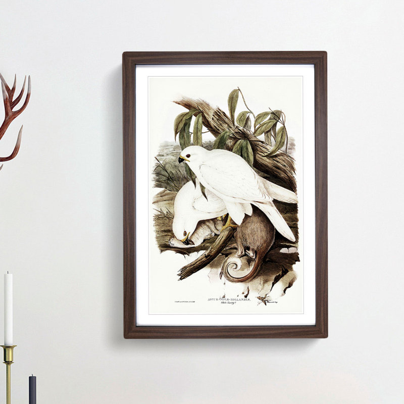 White Goshawks by Elizabeth Gould - Framed Print, 36cm H x 27cm W x 2cm D, Walnut Framed