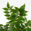 Anjeli Faux Foliage Plant in Pot-855387584