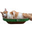 Grattoir en carton PetPro B Accessoire Engebretsen