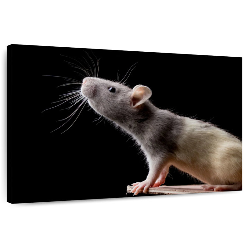 Brampt Rat Close Up, 24" H x 36" W