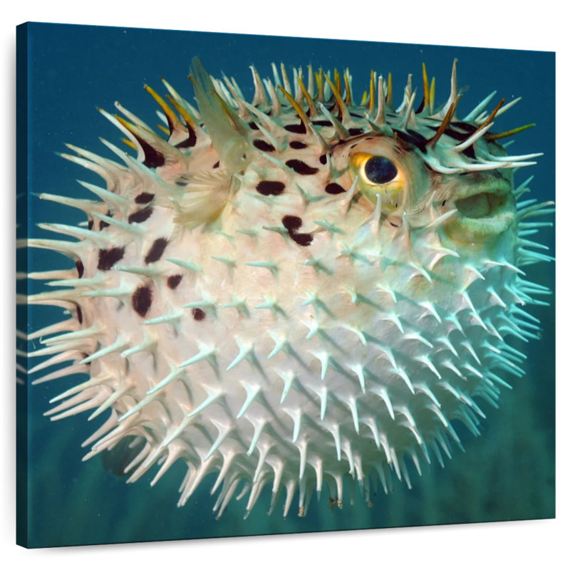 Brampt Puffer Fish, 20" H x 20" W