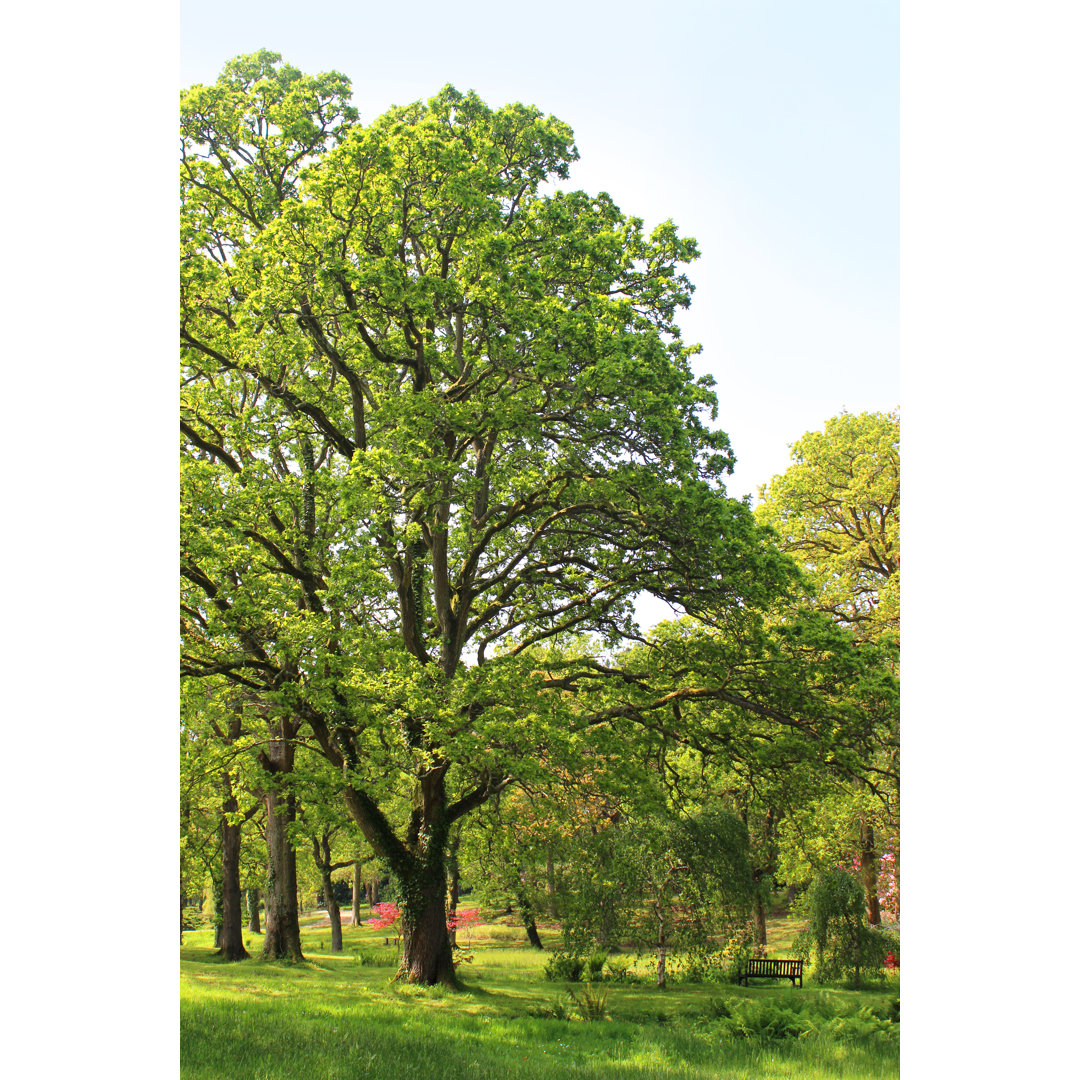 Große Stieleiche (quercus Robur) im Park Bild von Mtreasure - Ohne Rahmen auf Leinwand drucken