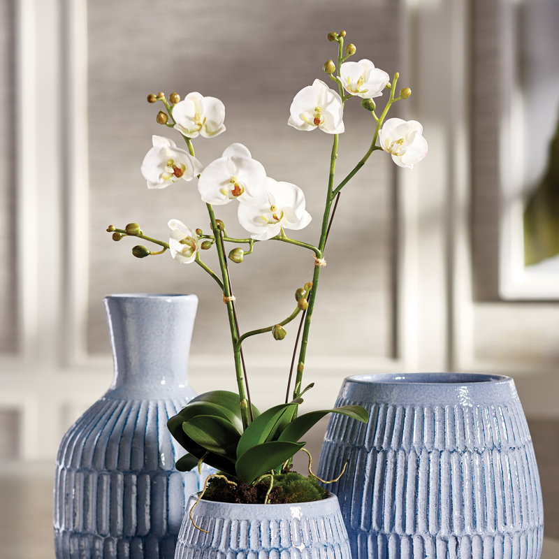 Arrangement floral Stiles Orchid en pot