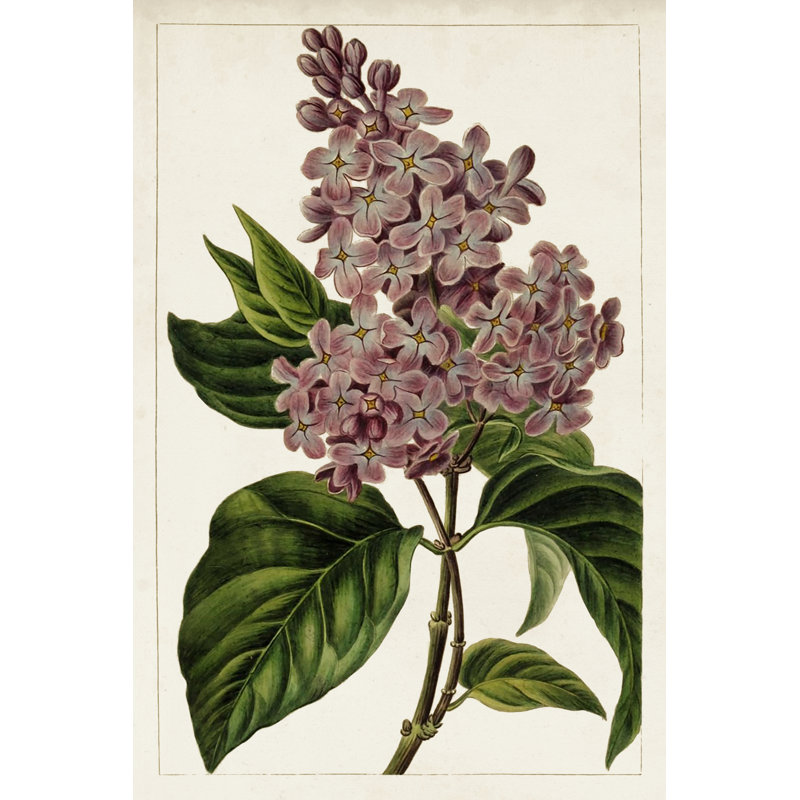 Mauve Botanicals IV - Wrapped Canvas Painting, 46cm H x 30cm W