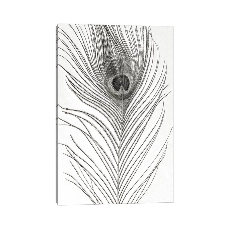 Peacock Feather Mono by Alyson Fennell - Wrapped Canvas Gallery-Wrapped Canvas Giclée, 20.32 cm H x 30.48 cm W