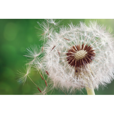 " Close Up Of Dandelion "