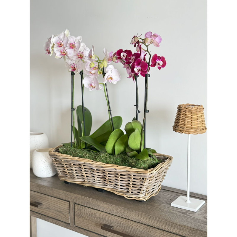 Boîte à fleurs à la main Alshareef