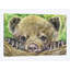 Impression sur toile ours-32498280-72125689-72125690
