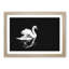 Swan - Picture Frame Painting Print-56705900-56705898