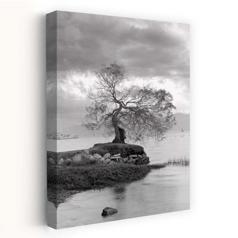 Coastal Oak Series No. 1 - Paysages, photographie, arbres, cours d'eau, art, H 60 po x l 40 po