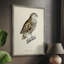 «French Owls I», reproduction encadrée - bois massif-1514311024