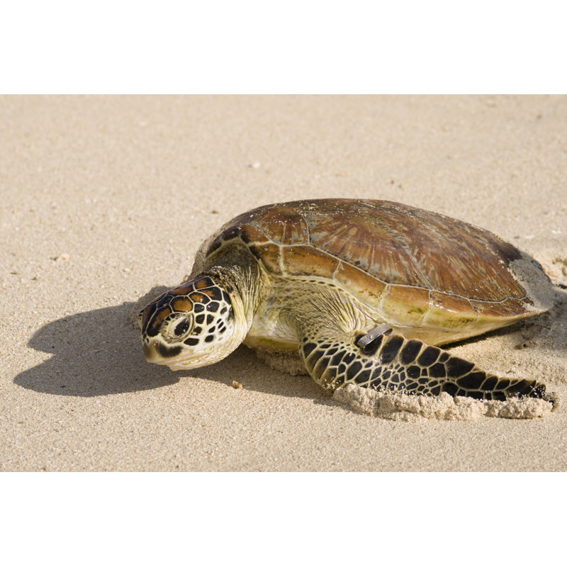 Turtle by Mburt, 8" H x 12" W