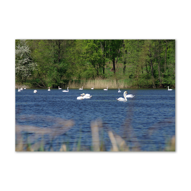 White Swans - No Frame Print on Canvas