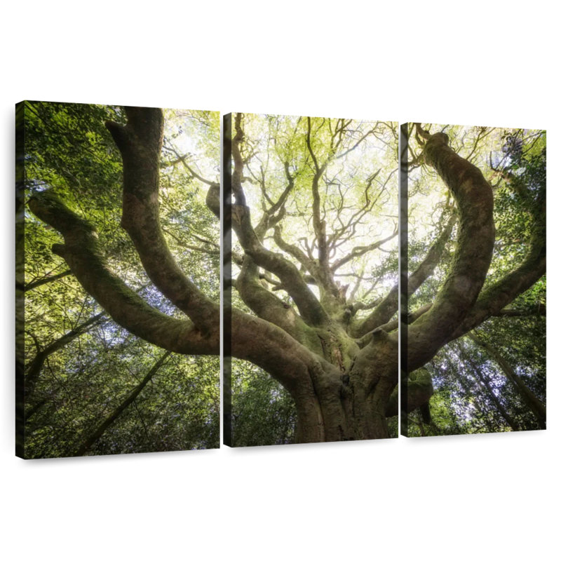 Harnek The Old Octopus Beech, 32" H x 50" W