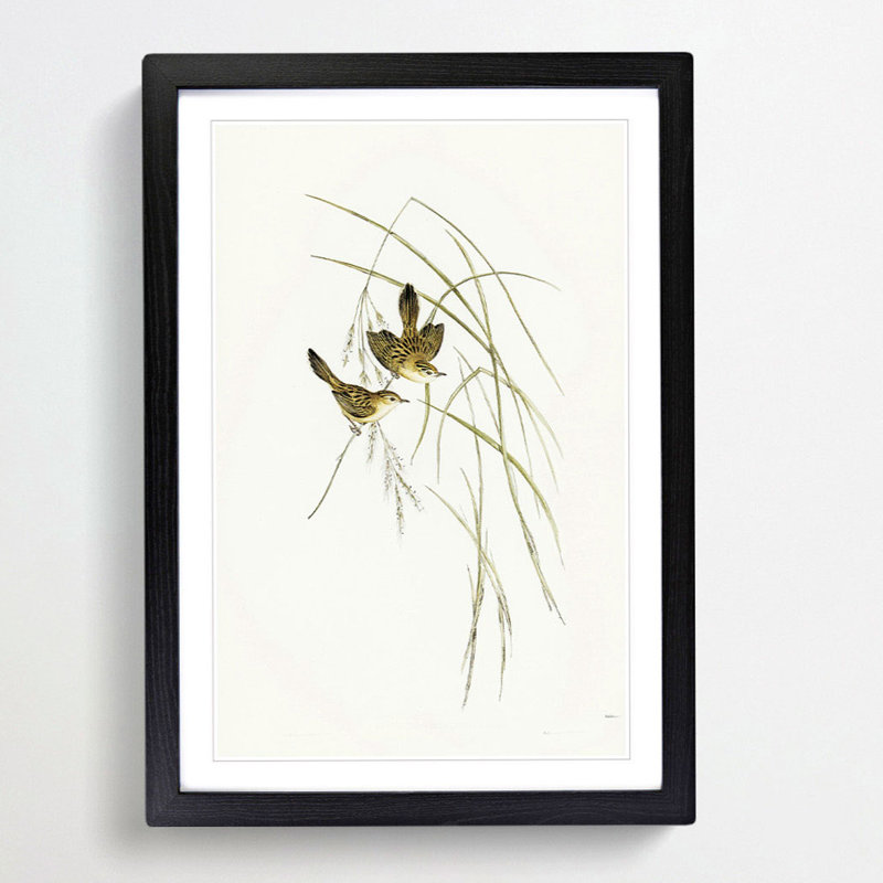 Lineated Warbler by Elizabeth Gould - Picture Frame Painting Print, Black Framed, 36cm H x 27cm W x 2cm D