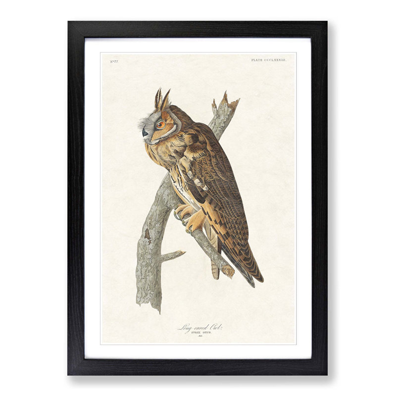 Long-Eared Owl by John Audubon - Picture Frame Painting Print, 65cm H x 48cm W x 2cm D, Black Framed