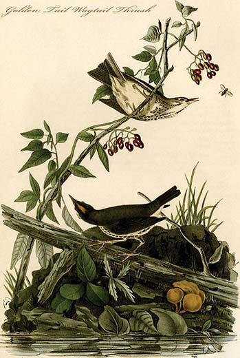 Golden tail wagtail thrush-impression d’art graphique, H 66 po x l 44 po x P 1,5 po