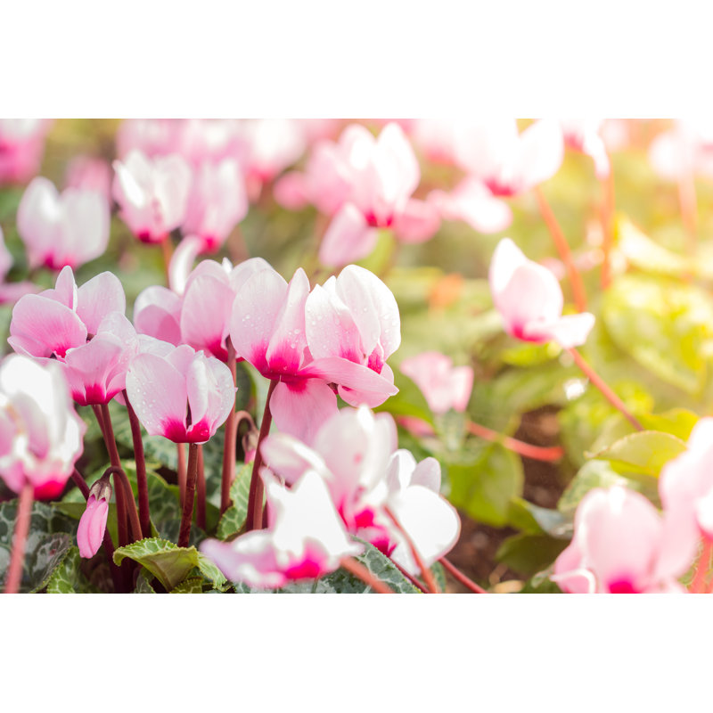 Gros plan sur des fleurs de cyclamen panachées colorées - Photographie sur toile tendue, H 8 po x l 12 po