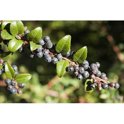 Huckleberries by Step2626