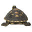Figurine turtle tacheté