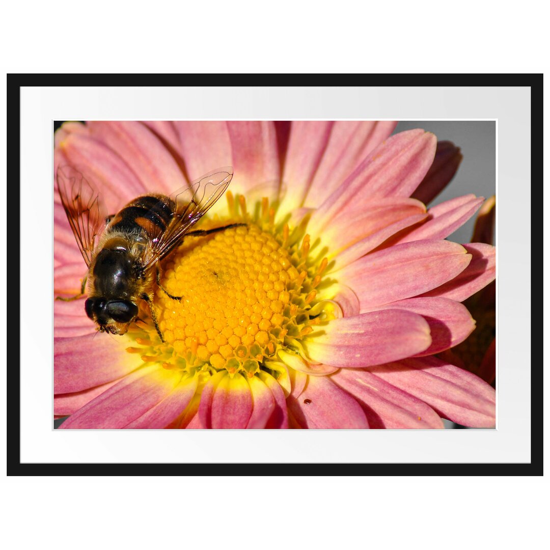 Winzige Biene auf einem Gänseblümchen Gerahmte Fotokunstdruck Poster