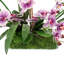 Orchid Arrangement in Pot